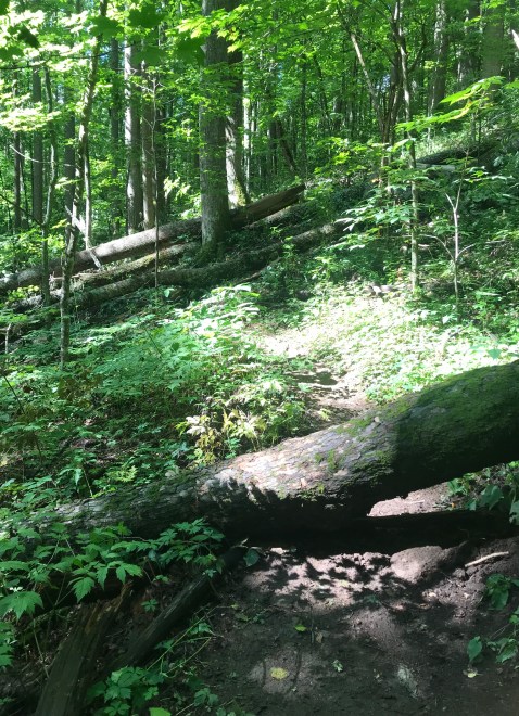 9E3CAD07-4045-4B04-BB77-683601E3CF96